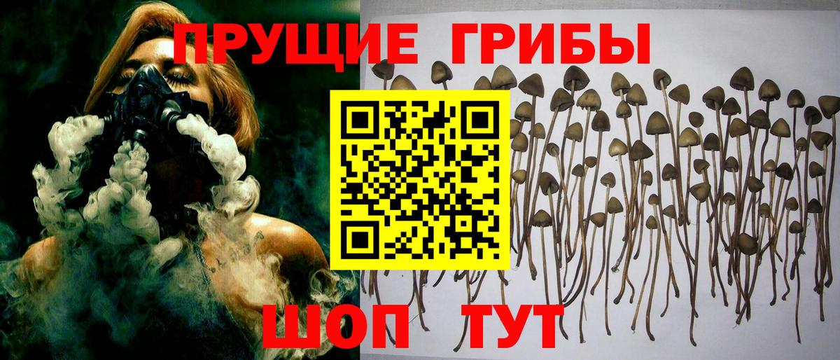 Галлюциногенные грибы Psilocybine cubensis Красноярск